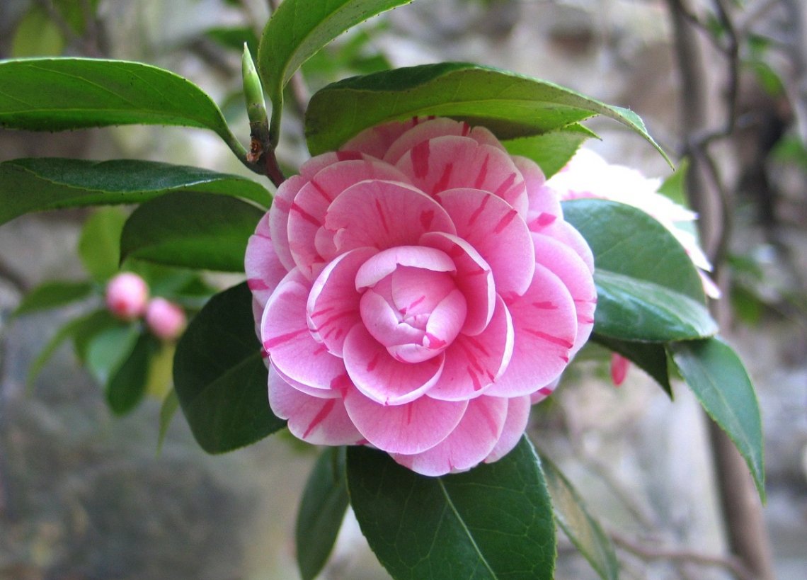 De Oudste Camelia Van Spanje In De Voortuin Van Het Kasteel Soutomaior De Jong Recreatie Hattem Gelderland