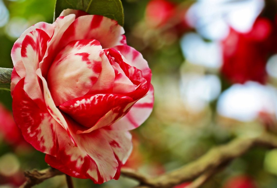 In De Pazo Quinteiro De Cruz Zijn Camelia's Van Elke Soort En Kleur Te Vinden De Jong Hattem Voor Uw Reisverhalen Met De Caravan Camper Vouwwagen Of Tent